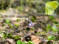 Brimstone butterfly (Gonepteryx rhamni) came Royalty Free Stock Photo