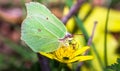 Brimstone butterfly Gonepteryx rhamni on a flower Royalty Free Stock Photo