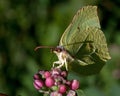 Brimstone butterfly, Gonepteryx rhamni on the flower Royalty Free Stock Photo