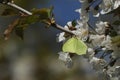 A stunning Brimstone Butterfly Gonepteryx rhamni nectaring on white Cherry blossom in spring.