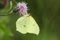 A Brimstone Butterfly, Gonepteryx rhamni, pollinating a Thistle flower growing in a meadow. Royalty Free Stock Photo