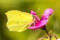 Brimstone butterfly, Gonepteryx rhamni on vetch flower Royalty Free Stock Photo