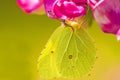 Brimstone butterfly, Gonepteryx rhamni on vetch flower Royalty Free Stock Photo