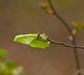 Brimstone Butterfly laying Royalty Free Stock Photo