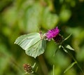 Brimstone Butterfly