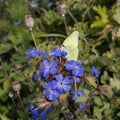 Close up of brimstone butterfly on blue geranium