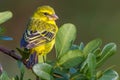 Brimstone Canary, On Leafy Branch Royalty Free Stock Photo