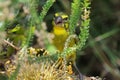 Brimstone Canary (Serinus sulphuratus) Royalty Free Stock Photo