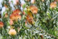 Brimstone Canary (Serinus sulphuratus) Royalty Free Stock Photo