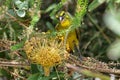 Brimstone Canary (Serinus sulphuratus) Royalty Free Stock Photo