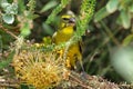 Brimstone Canary (Serinus sulphuratus) Royalty Free Stock Photo