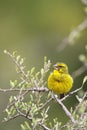 Brimstone Canary (Serinus sulphuratus) Royalty Free Stock Photo