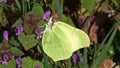 Brimstone, gonepteryx rhamni, Adult Foraging a Flower, Pollinisation Act, Normandy, Real Time