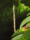 Brimstone moth caterpillar hanging from a tree Royalty Free Stock Photo