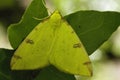 Brimstone moth, Hagedoornvlinder, Opisthograptis luteolata