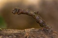 Brimstone moth (Opisthograptis luteolata) caterpillar