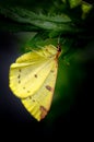 Brimstone Moth, Opisthograptis luteolata, Hiding_2