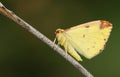 A Brimstone Moth, Opisthograptis luteolata, perching on a twig in spring.