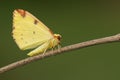 A Brimstone Moth, Opisthograptis luteolata, perching on a twig in springtime.