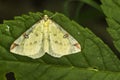 Brimstone moth Opisthograptis luteolata