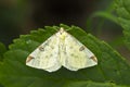 Brimstone moth Opisthograptis luteolata