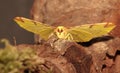 Brimstone moth.