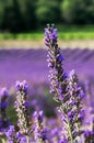 Brin of lavender on ProvenÃÂ§al bokeh