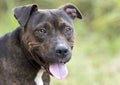 Brindle American Pit Bull Terrier dog panting tongue