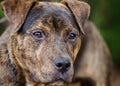 Brindle American Pit Bull Terrier mix dog portrait Royalty Free Stock Photo