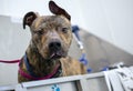 Brindle American Pitbull Terrier Dog in bath tub