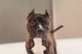 Brindle American staffordshire terrier looking at camera