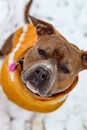 Brindle American Staffordshire Terrier with uncropped ears in a yellow vest. Amstaff with a snowy muzzle. Winter photo Royalty Free Stock Photo