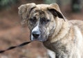 Brindle Anatolian Shepherd and Mastiff mixed breed dog outside on leash