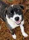 Brindle Anatolian Shepherd Mixed Breed Puppy Dog