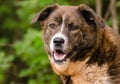 Brindle Anatolian Shepherd Pyrenees mixed breed dog