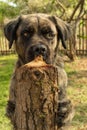 A brindle boerboel retriever dog standing on its hind legs and peeping over a tree trunk. Royalty Free Stock Photo