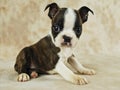 Brindle Boston Puppy