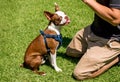 Brindle Boston terrier puppy with his tongue out ignoring his trainer