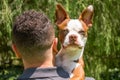 Brindle Boston terrier puppy looking at camera