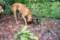 Brindle boxer burying bone Royalty Free Stock Photo