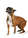 Brindle Boxer Dog Looking Up