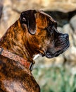 Brindle Boxer dog Royalty Free Stock Photo