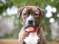 A brindle Boxer mixed breed dog with a red collar Royalty Free Stock Photo