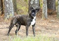 Brindle Boxer Pitbull mixed breed dog outside on leash Royalty Free Stock Photo