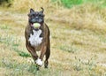 Brindle Boxer running towards the camera with a ball in his mouth HDR Royalty Free Stock Photo