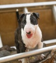 Brindle bull terrier puppy exploring outside Royalty Free Stock Photo