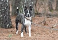 Brindle Bulldog and Akita mix breed dog outside on a leash Royalty Free Stock Photo