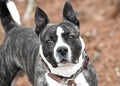 Brindle Bulldog and Akita mix breed dog outside on a leash Royalty Free Stock Photo