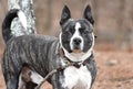 Brindle Bulldog and Akita mix breed dog outside on a leash Royalty Free Stock Photo