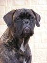 Brindle bullmastiff Royalty Free Stock Photo